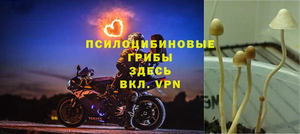 стафф Алзамай
